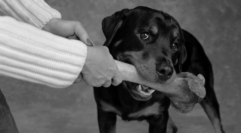 Fees Diamond Veterinary Hospital (301) 8693990